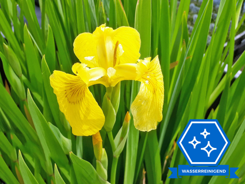 Iris pseudoacorus variegata - gelbe SchwertlilieIris pseudoacorus - gelbe Schwertlilie